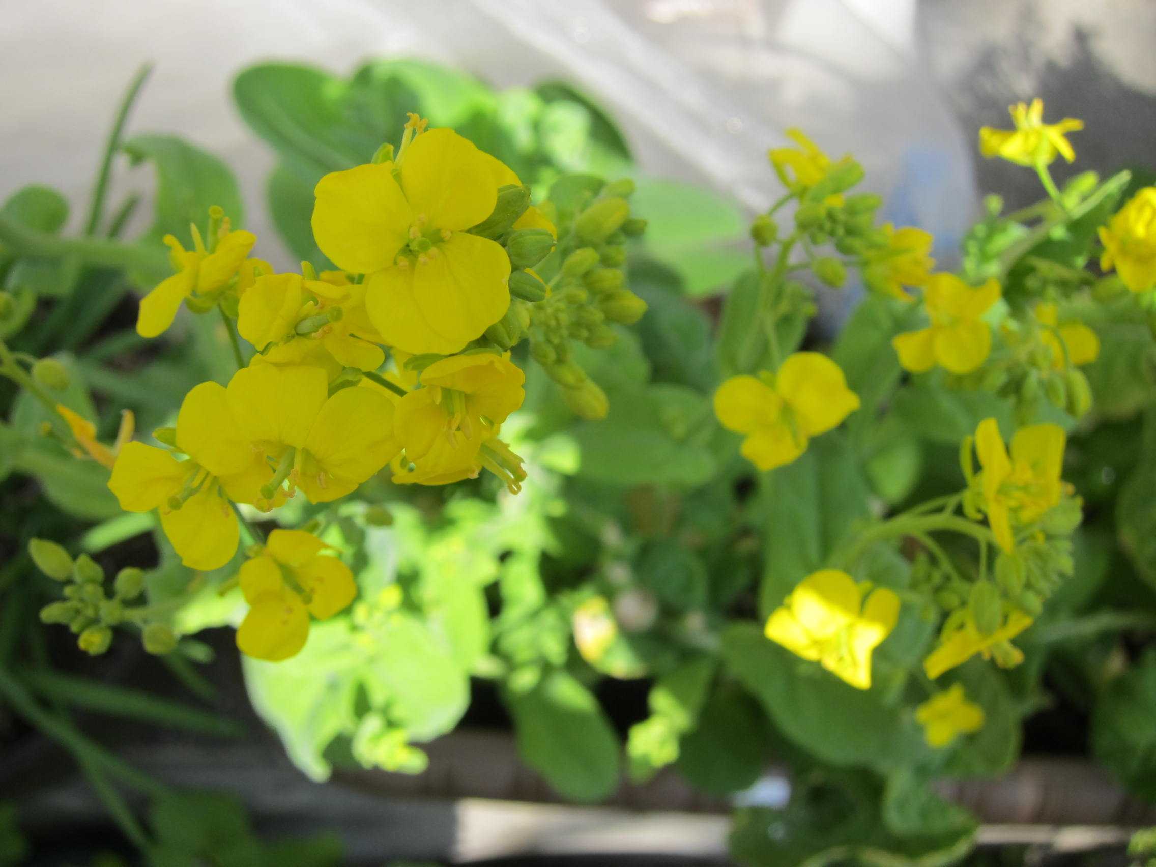 野菜の花 クレソンと小松菜と青梗菜 花こよみ 楽天ブログ