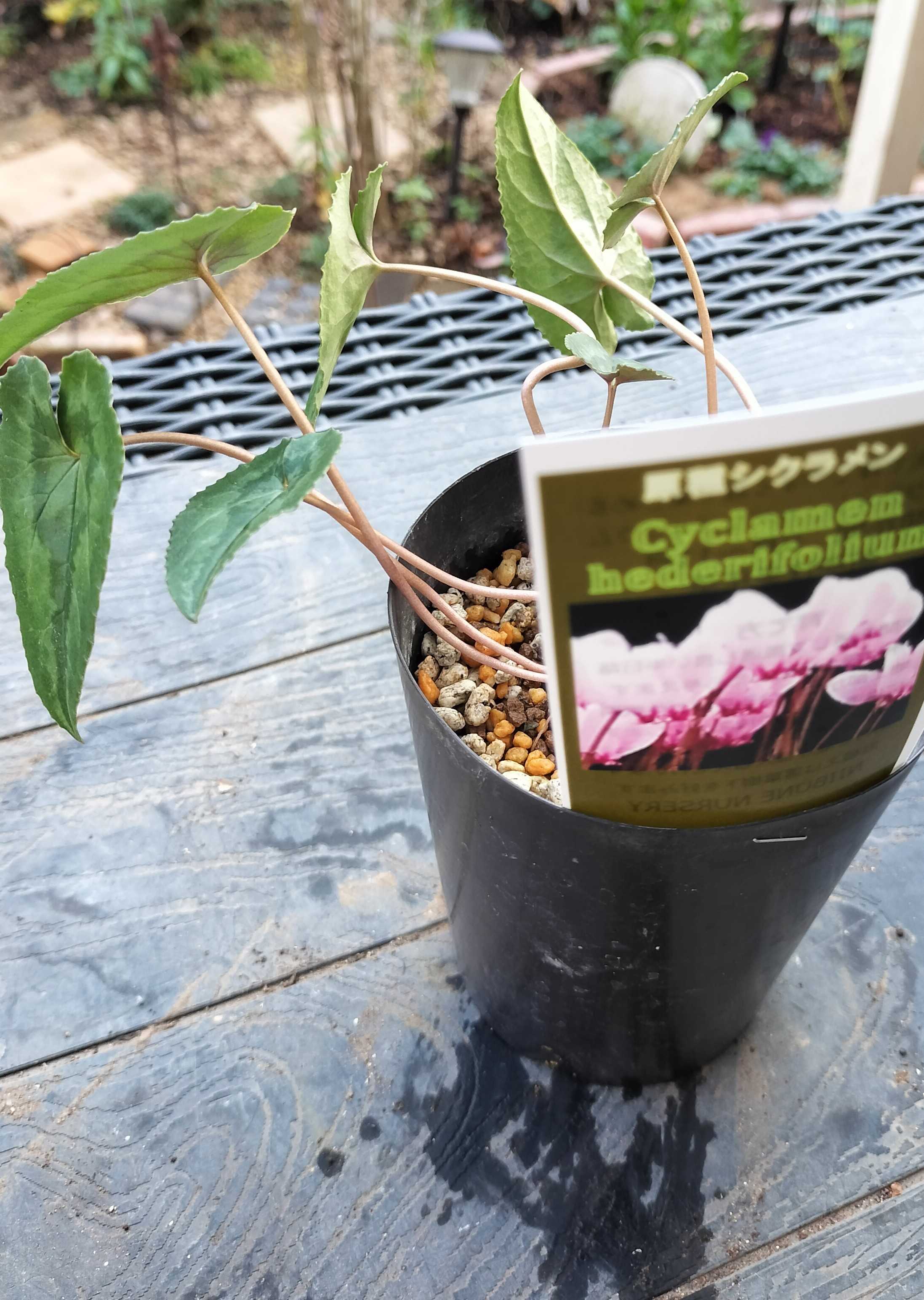 かごバスケットに寄せ植え 原種シクラメン | たねをまく日々 - 楽天ブログ