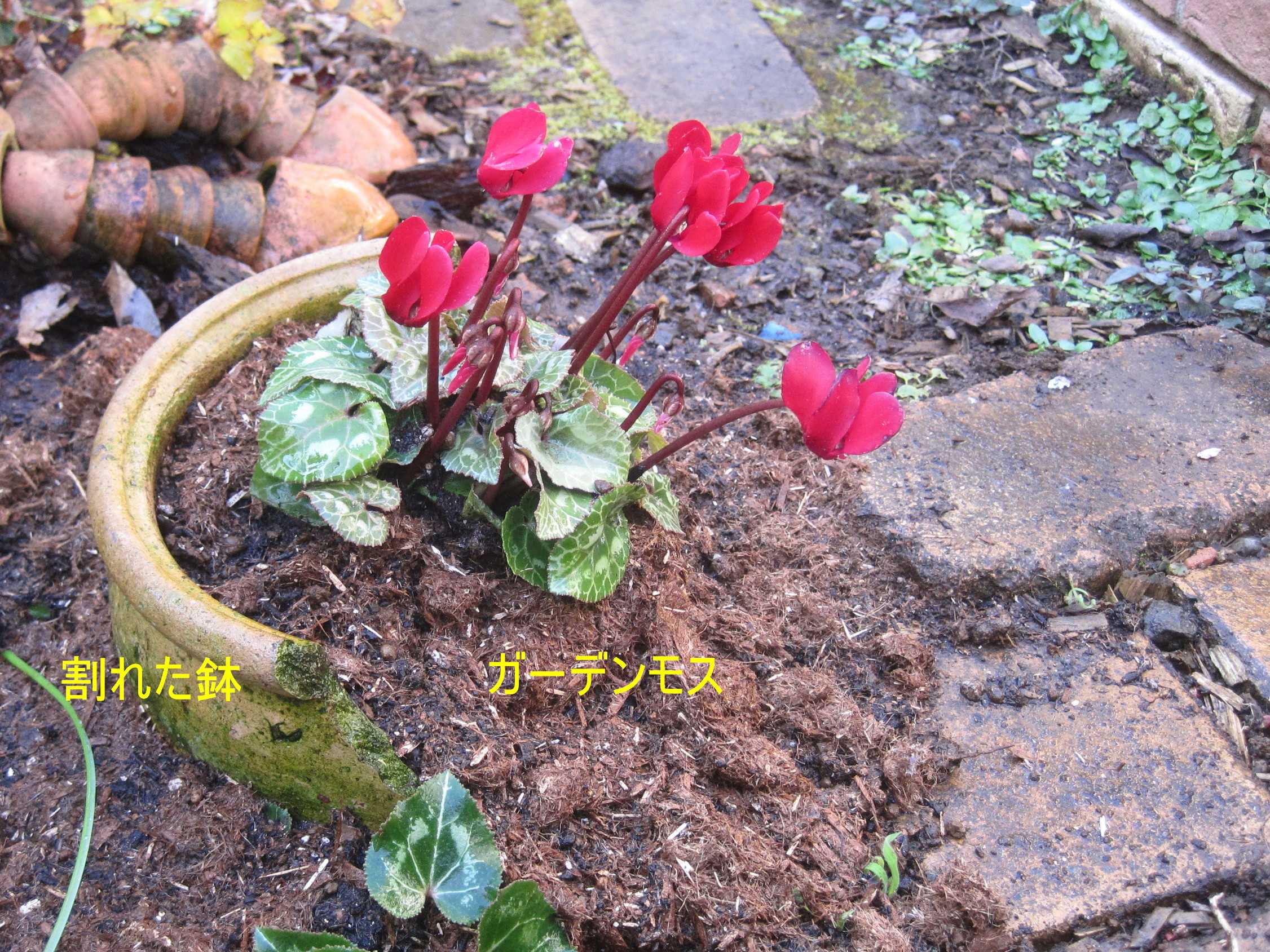 ガーデンシクラメンは 鉢植えで ラナンキュラスが元気 たねをまく日々 楽天ブログ