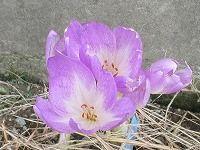 ９月２８日の誕生花 リンドウ 竜胆 の花言葉 あなたが悲しむとき私は愛す 青紫色の 誠実 な花は あなたの悲しみに寄り添う 弥生おばさんのガーデニングノート 花と緑の365日 楽天ブログ