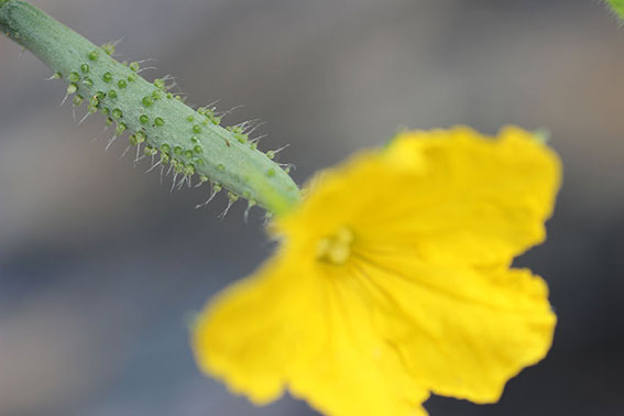 我が家の野菜畑-03♪