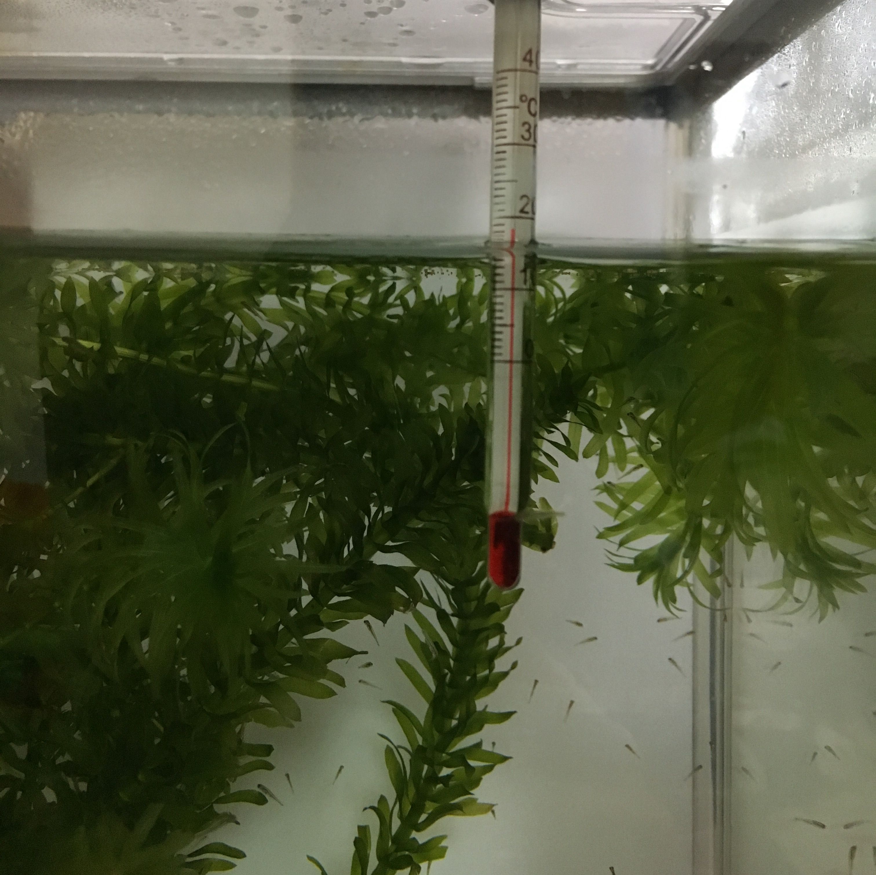 金魚 きままにのらりくらり 楽天ブログ