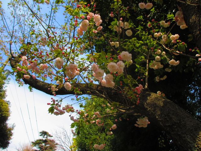 遊行寺の桜―２.jpg