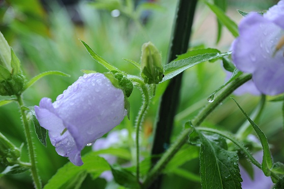 2011.5.30 013.JPG