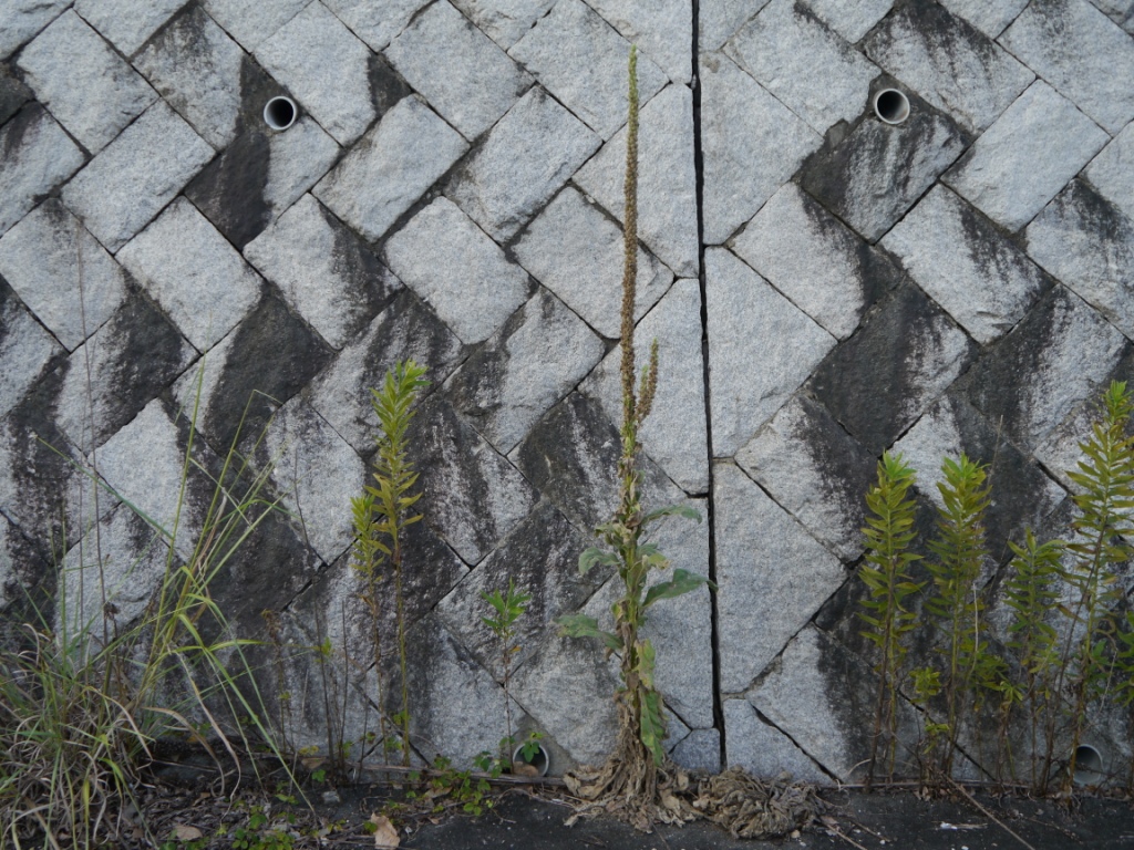 P1080534.JPG