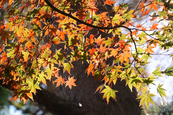 修善寺自然公園もみじ林
