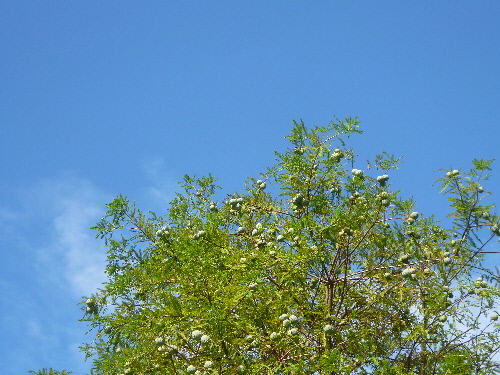 P1130089(1).JPG