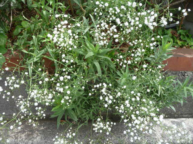347 霞草