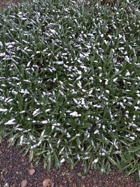雪窓(花.jpg