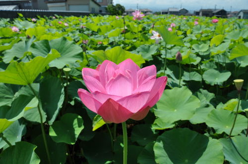 蓮の花