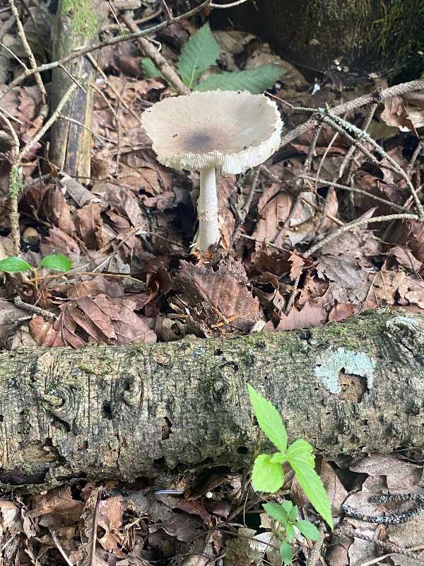 三ツ峠山の朝（3）いろんなきのこ | 醍醐山と下部（しもべ）温泉