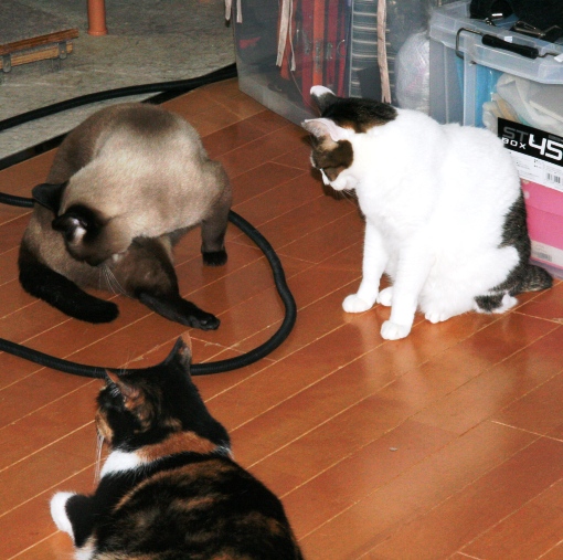 20150220ｶﾞﾝ_ﾊﾞﾆｰ06.jpg
