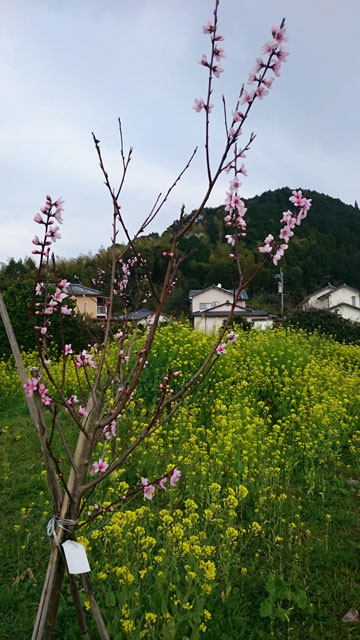 5550.jpg
