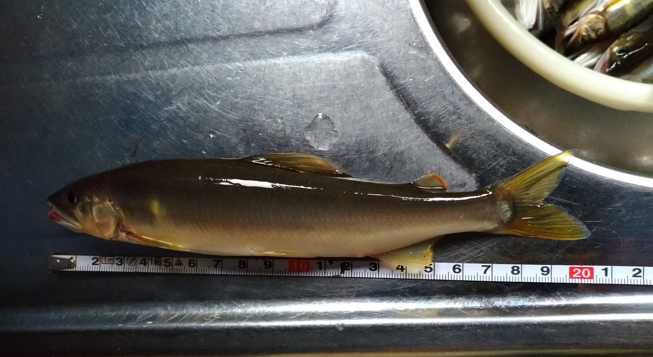 雨の中相模川 相模川の鮎ドブ釣り 楽天ブログ