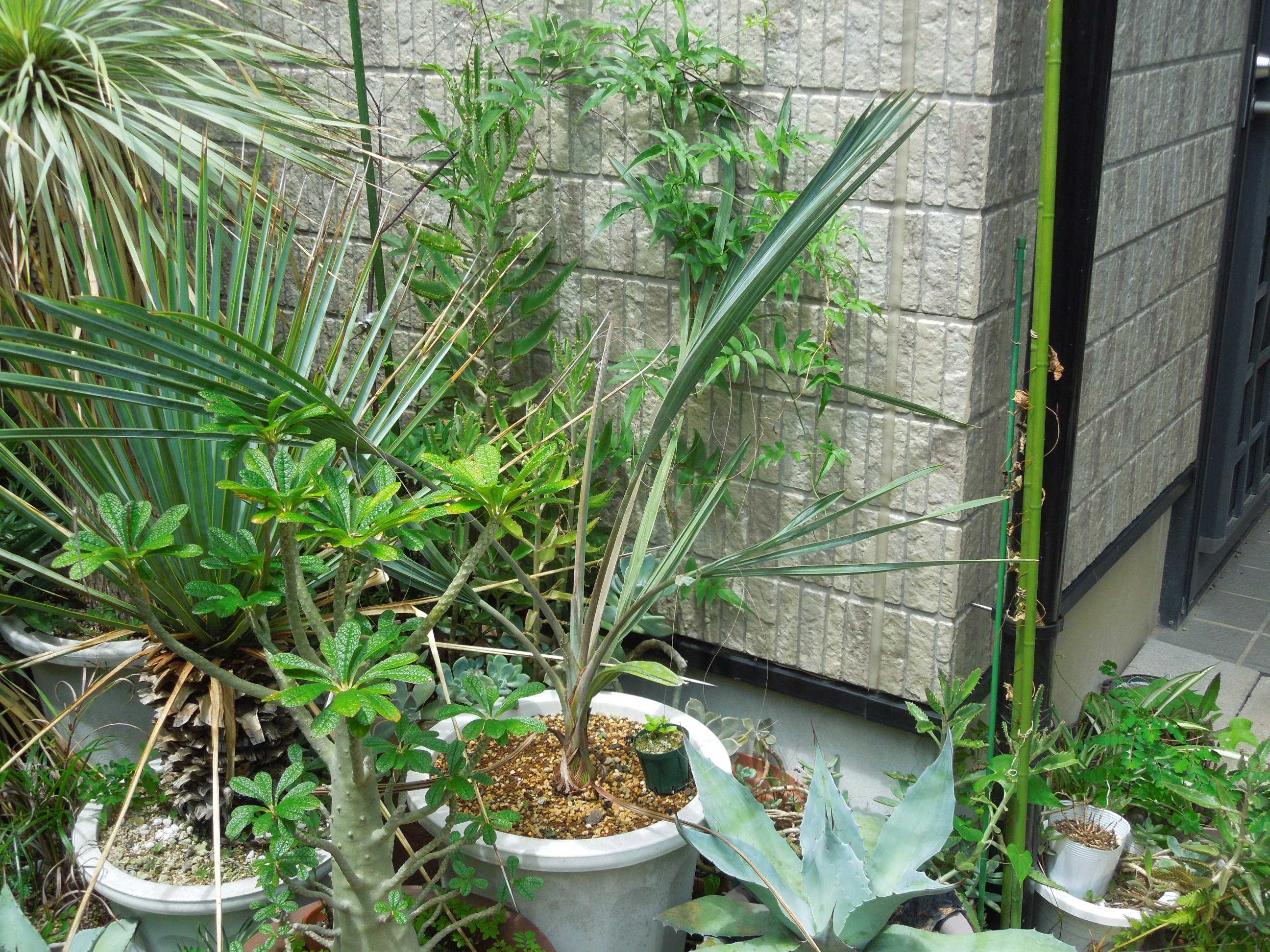 ビスマルキア・ノビリス・シルバー(Bismarckia nobilis silver)植え