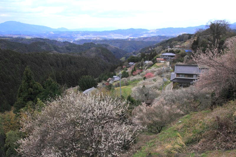 広橋梅林_008.jpg