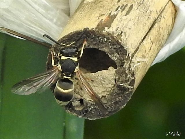 ミカドドロバチ 畑で支柱の竹の穴に巣作り中です いねねの趣味三昧 昆虫 野鳥 古寺巡り 読書 木工 語学など 楽天ブログ