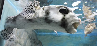 須磨水族館16