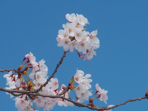 20120424桜