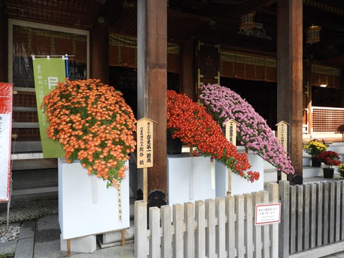 湯島天神菊まつり