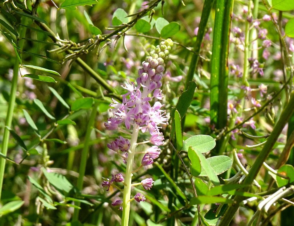 8月12日 今日の一花 その２ ツルボ 蔓穂 Gazengamaのブログ 散歩中に出合った花と趣味の陶芸作品 楽天ブログ