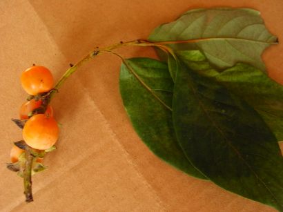 15_11_12st0105 - コピー.jpg