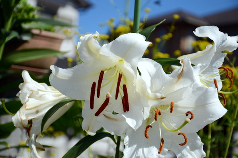 カサブランカ・4輪目開花