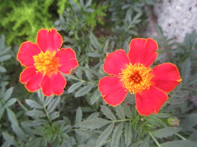 花１２.jpg