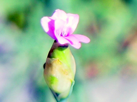 コモチナデシコの花、タイトル用