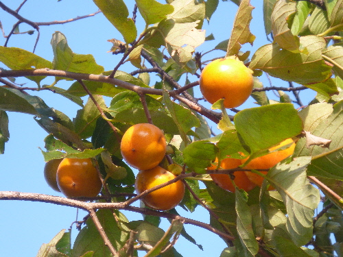 P1120958(1).JPG