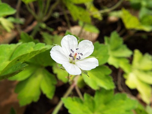 6-30 gennosyouko-b.jpg