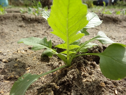 植えて2週間目の大根の苗1.JPG