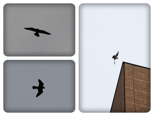 県庁舎のハヤブサ-12 14.5.27