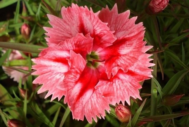 石竹の花 花と蕎麦とリハビリと 楽天ブログ