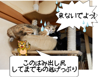 P6150052.png