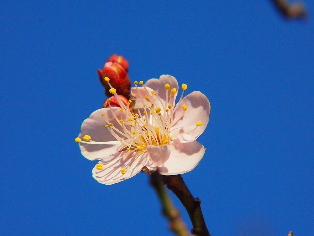 P1020195.jpg