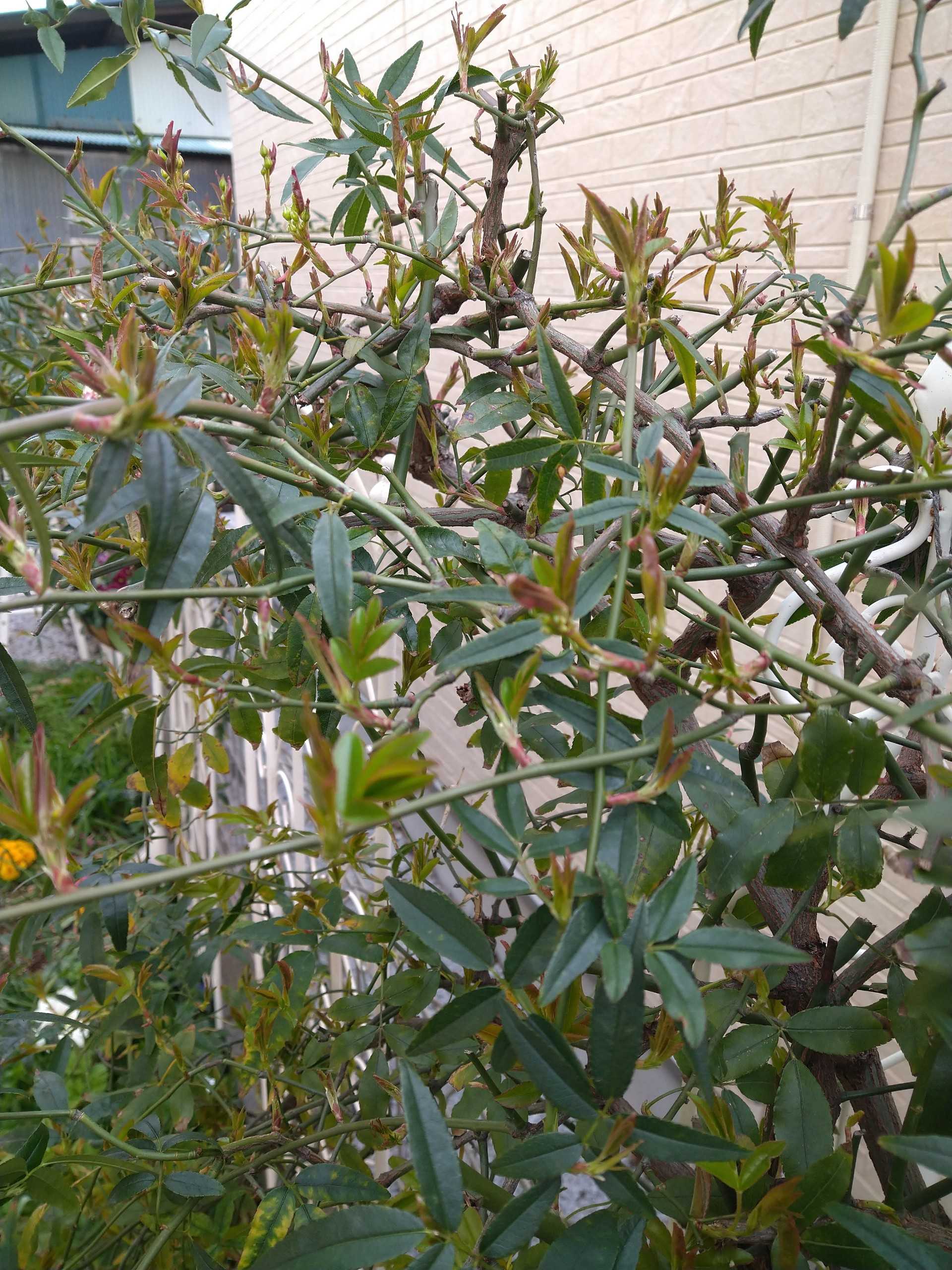 モッコウバラの蕾 東京郊外の小さな庭でガーデニング 理想の庭への日々 楽天ブログ