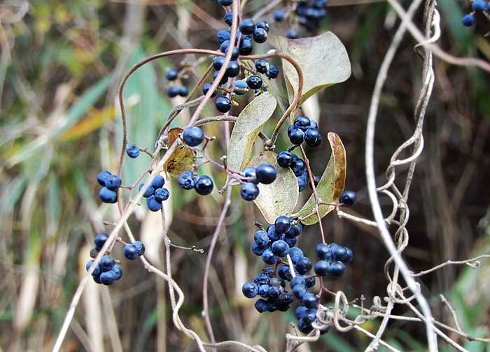 アオツヅラフジ