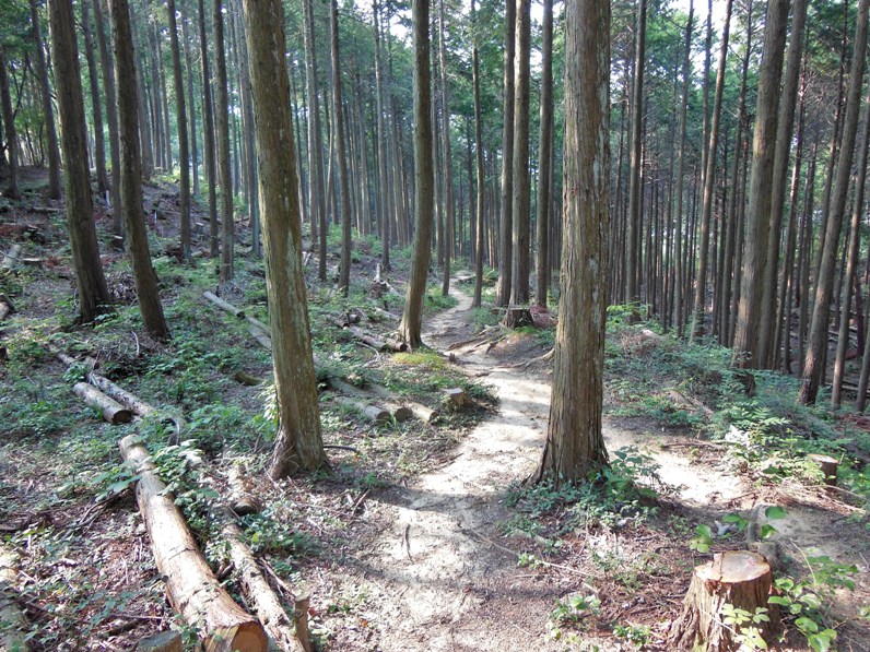 山道