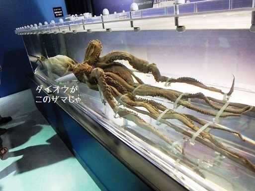 ダイオーイカ.jpg