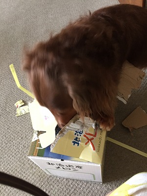 2015-08-16 12.13.35.jpg