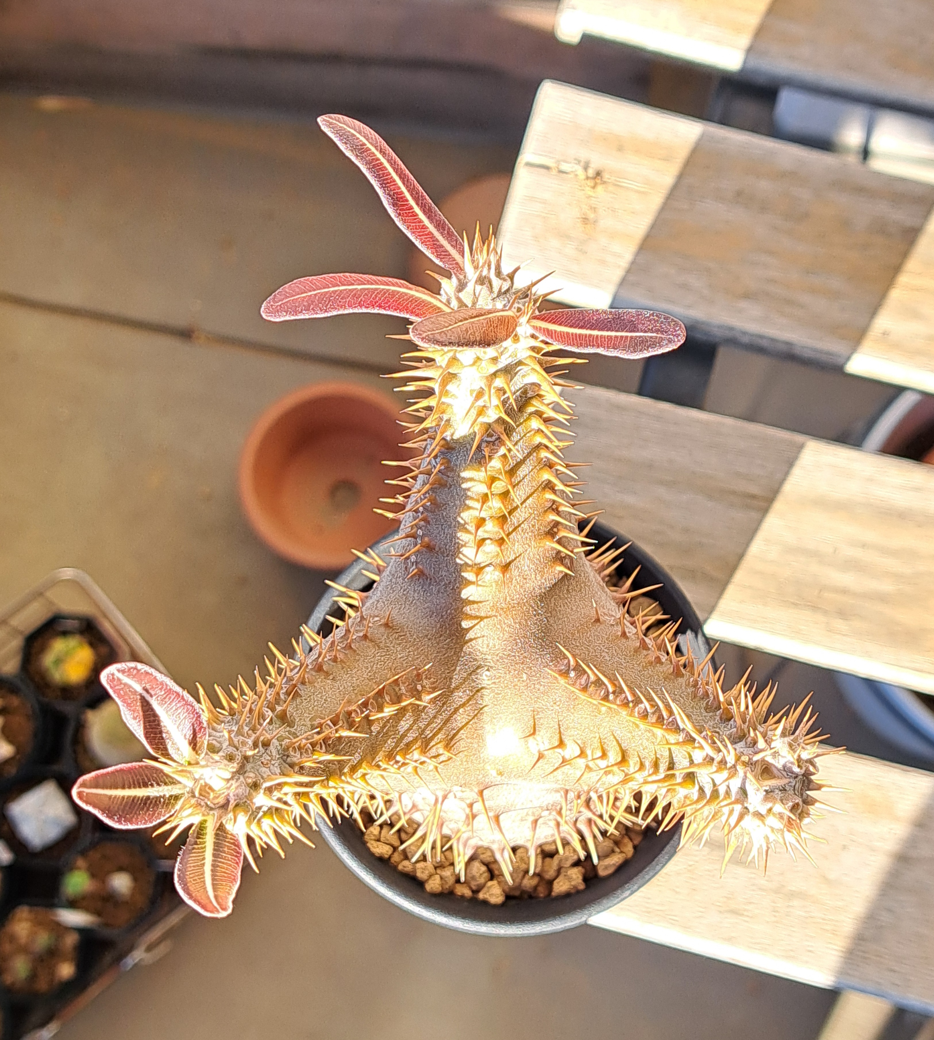 10年もののデンシフローラム | デルオの多肉日記 - 楽天ブログ