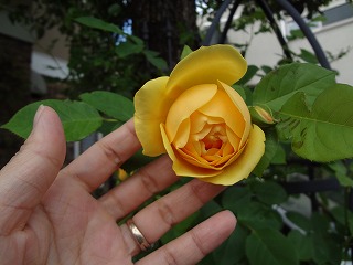 DSC00984.jpg