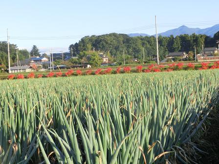 ネギ畑と彼岸花