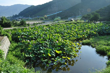 s-写真2_大賀蓮.jpg