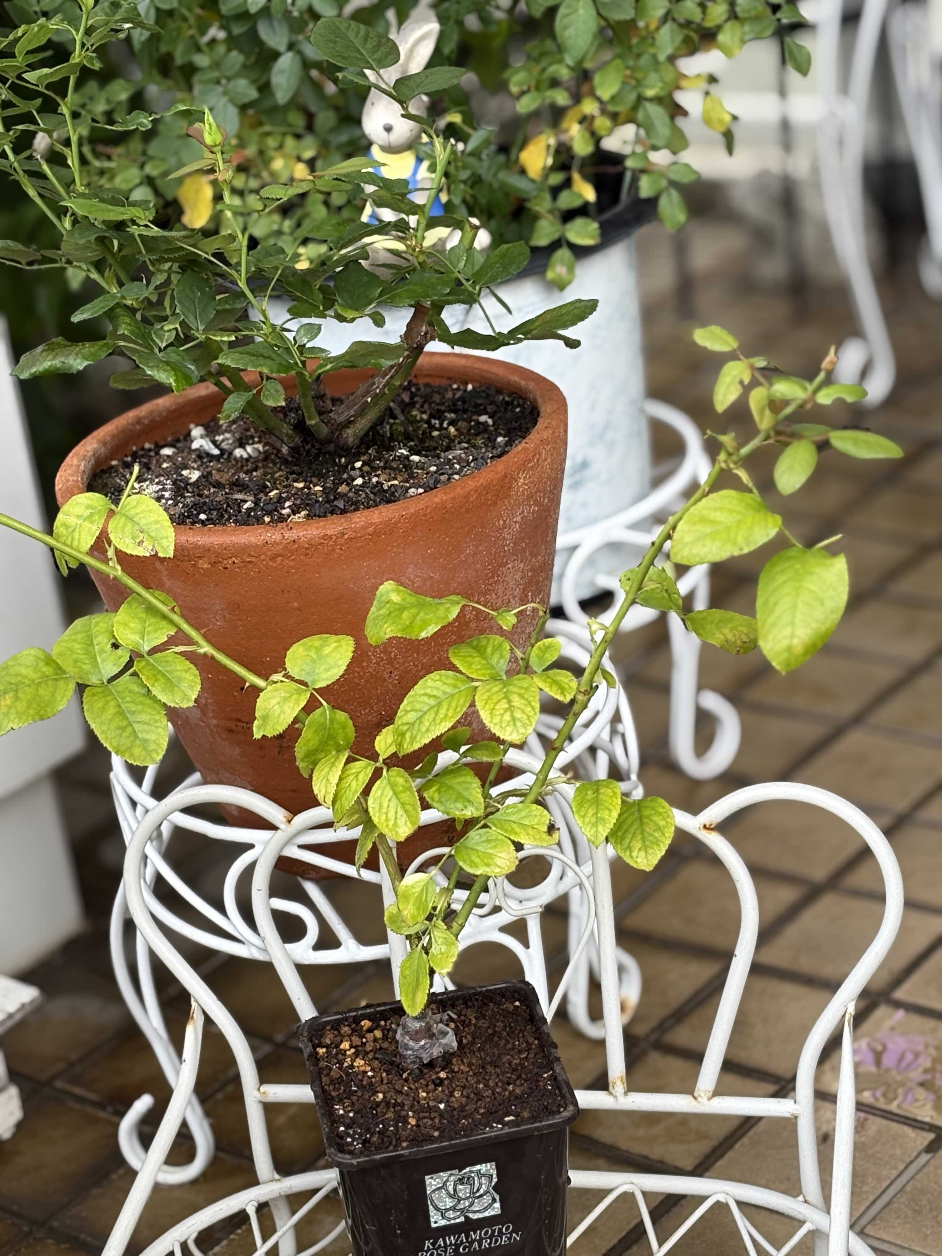 売れ残りのバラ苗 | お花やさんになる夢 - 楽天ブログ