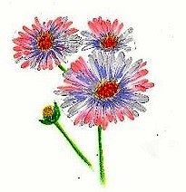 花言葉は温かみのある心 ひろみの世界 楽天ブログ