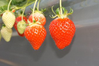 ネイチャーツアー