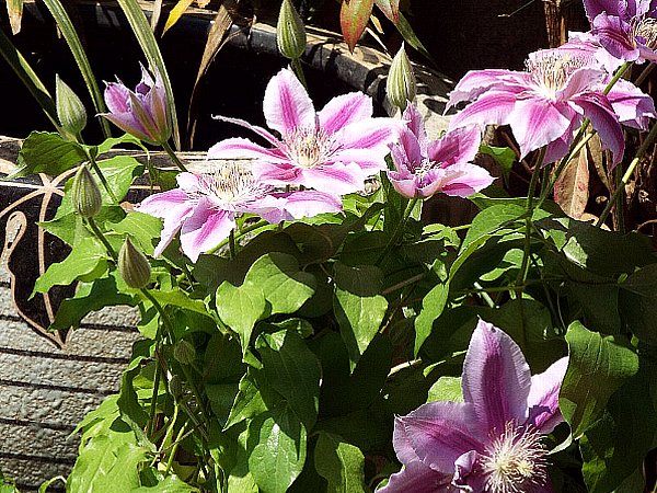 clematiss-b.jpg
