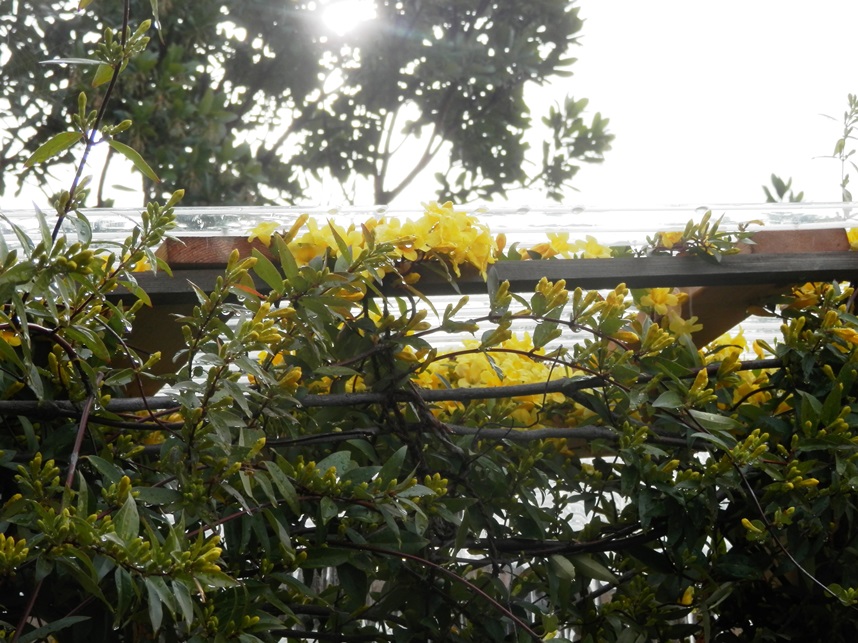 P4040035ｼﾞｬｽﾐﾝ.jpg